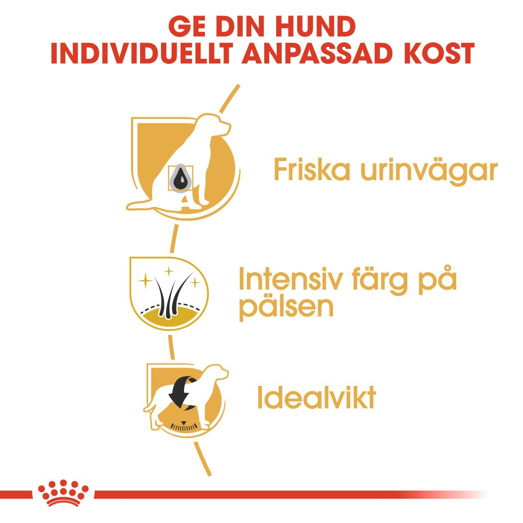 Miniature Schnauzer Adult