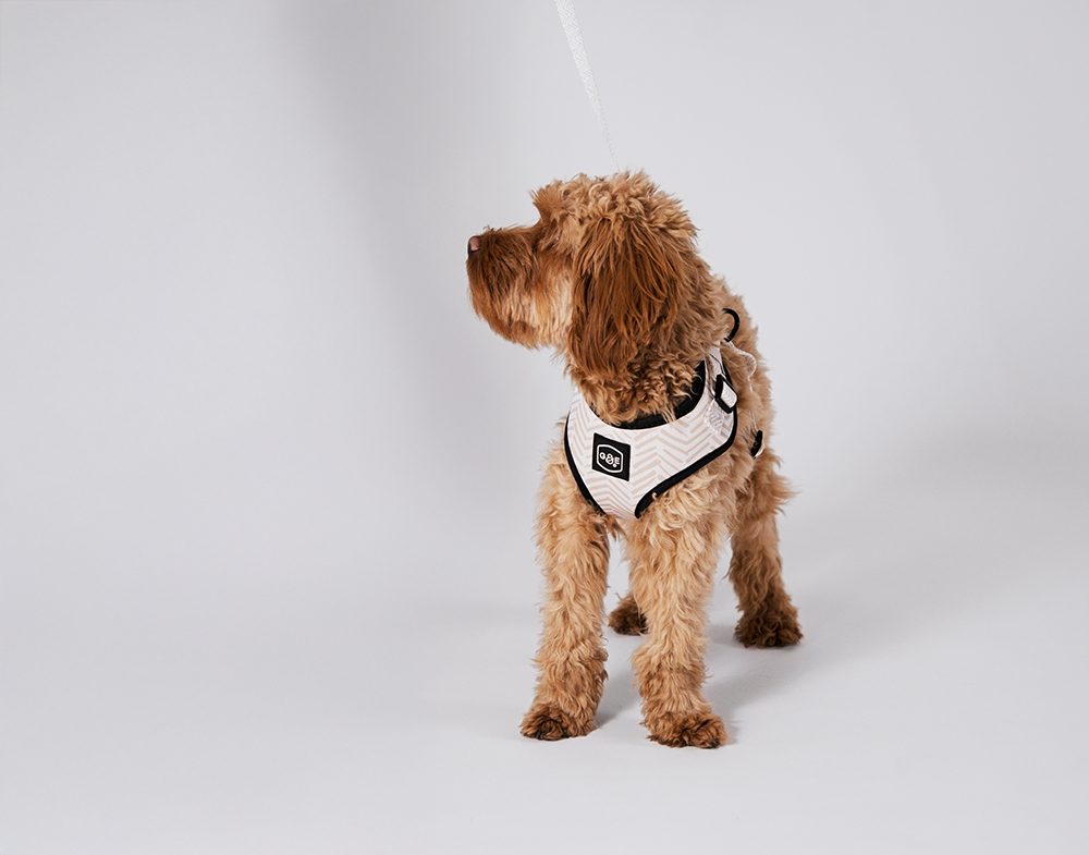 20640, 20641, 20642, 20643.png