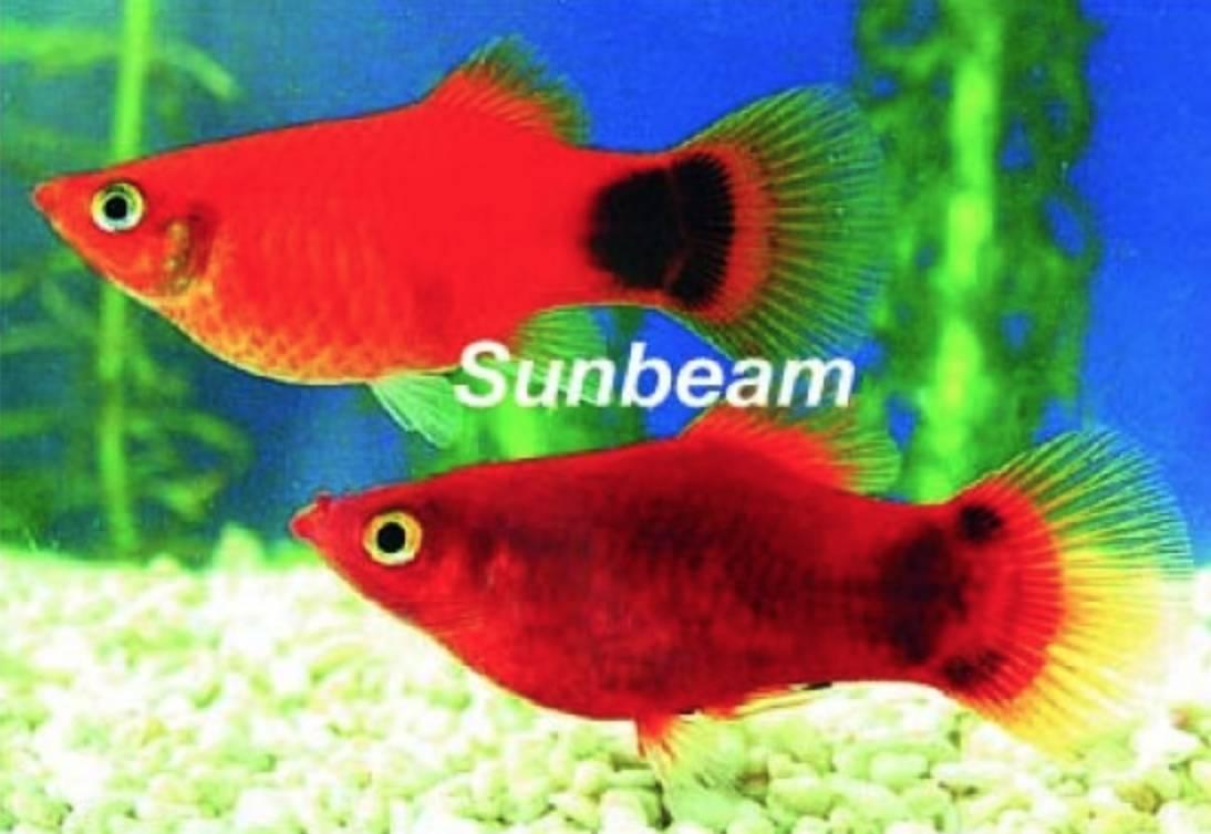 Levandefödare Platy Mickey Mouse - Xiphophorus maculatus Red Medium/Large