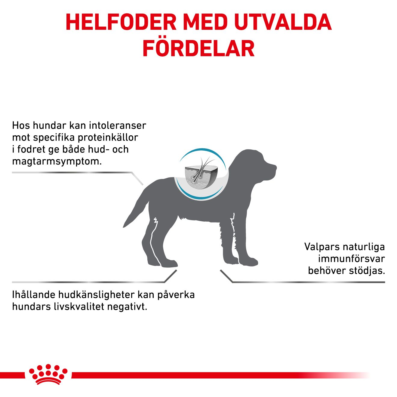 Derma Hypoallergenic Puppy