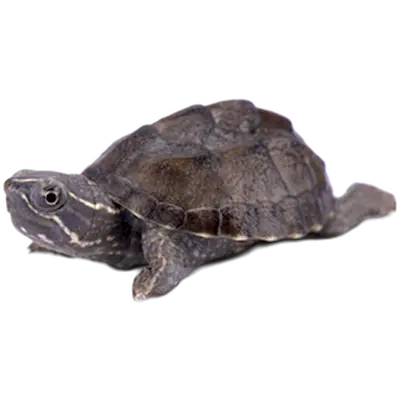 Reptil: Vattensköldpadda Mysk Baby