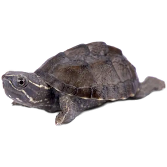 Reptil: Vattensköldpadda Mysk Baby Mix 1 st