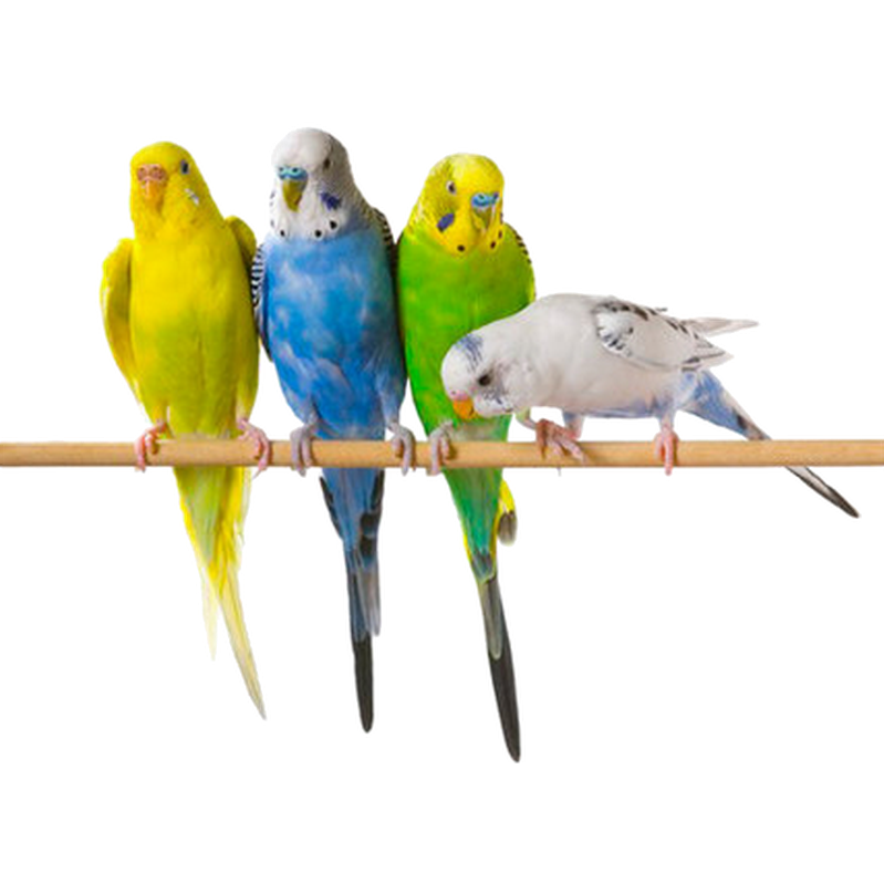 ZOO.se Fågel: Undulat