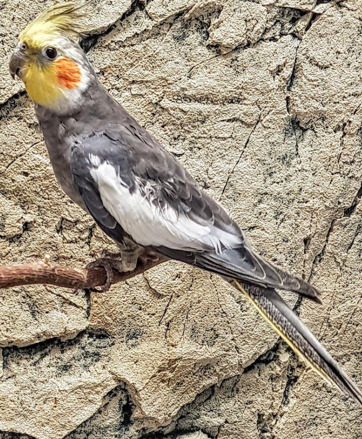 ZOO.se Fågel: Nymfkakadua Vit