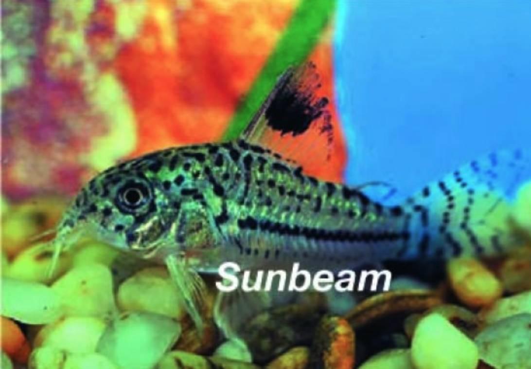 Pansarmalar Leopard Pansarmal White Medium/Large