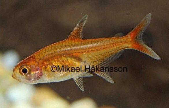 Tetror Kolglödstetra 2-2.5cm