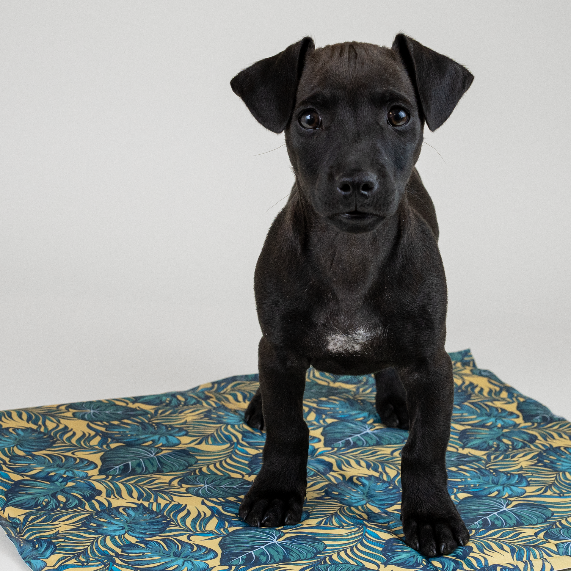 cooling mat-imageshot-with-dog.png