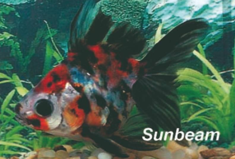 Guldfiskar Slöjstjärt Calico