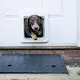 Dog_Sure_Petcare_Microchip_Pet_Door_Connect_Basil_