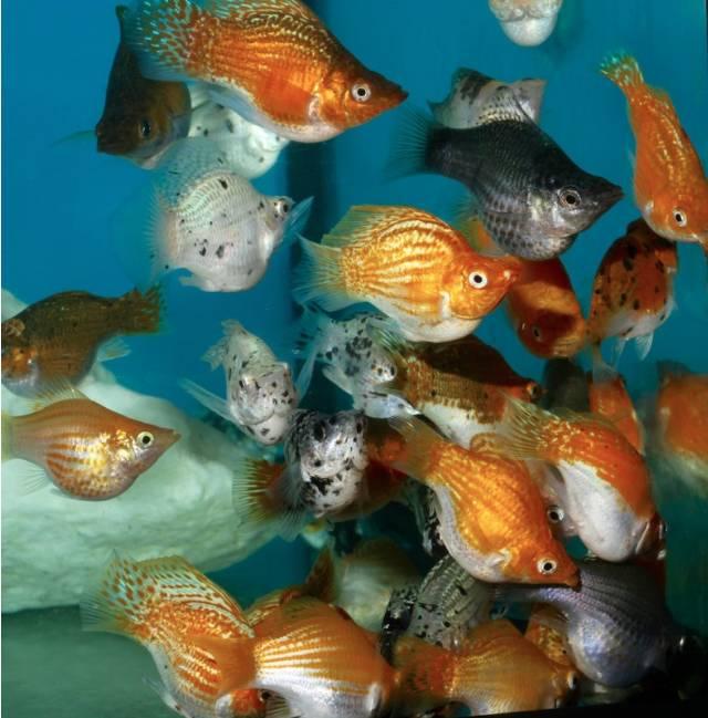 Levandefödare Ballong Molly Mixad Färg Mix Mini