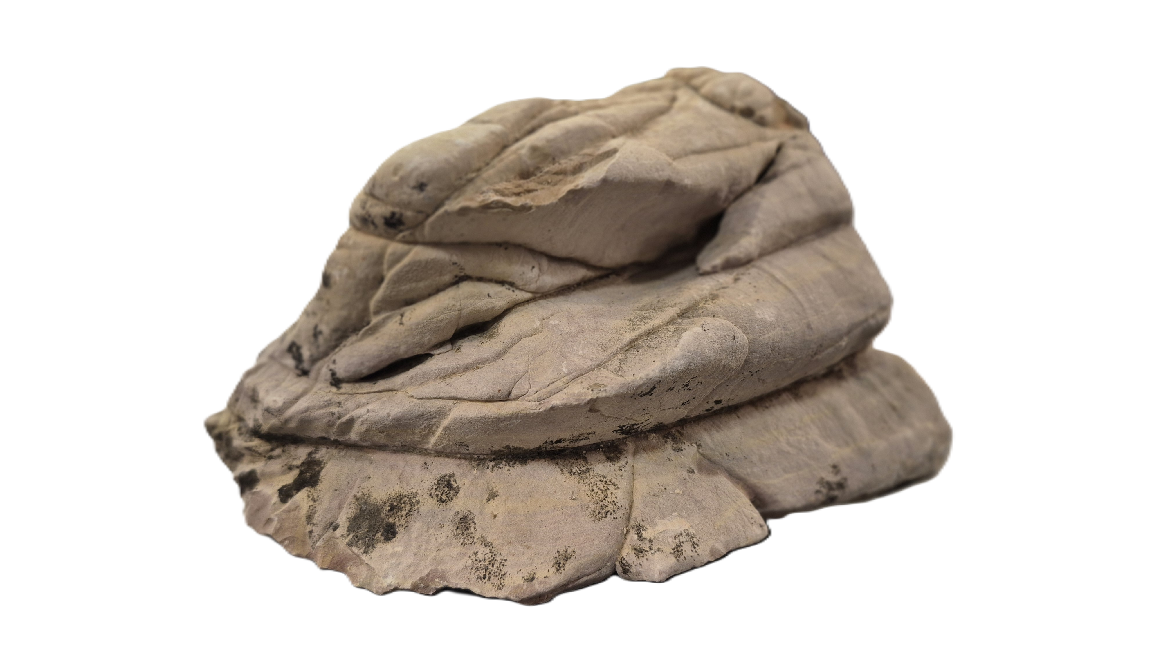 Aquatics Septarium 2 10-15 cm