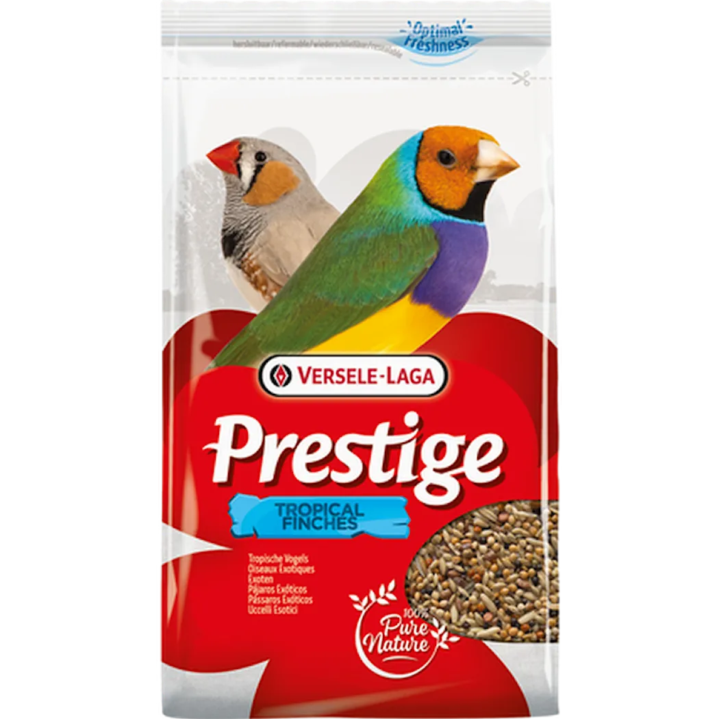 Prestige Tropical Finch (Fink)