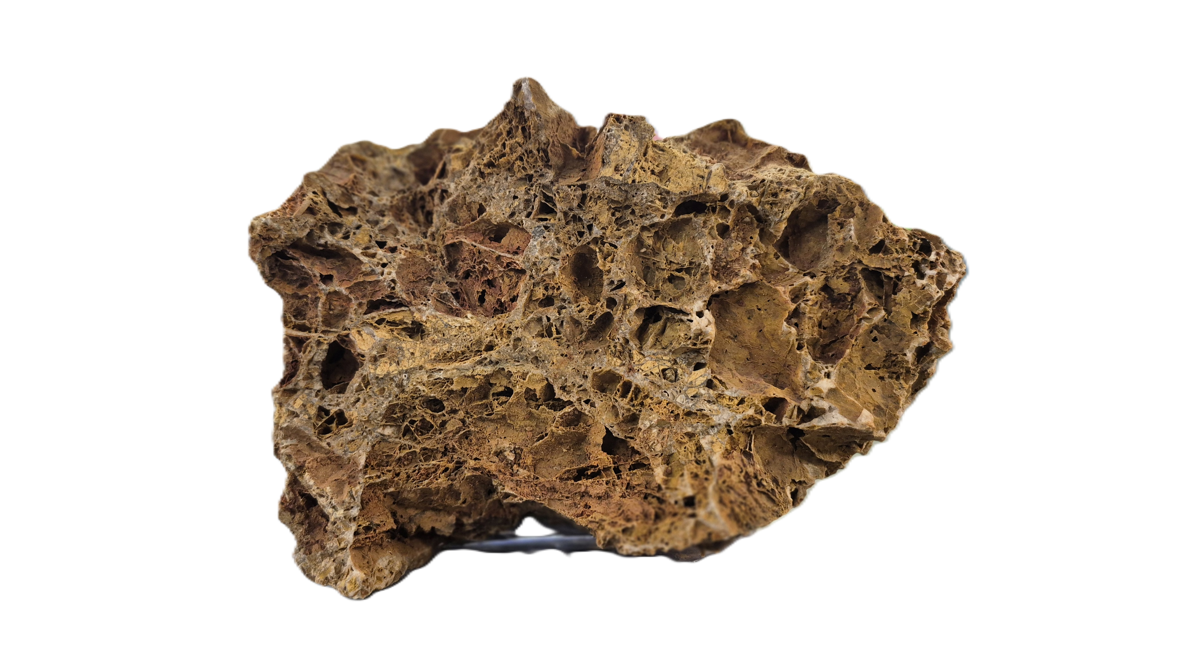 Aquatics Maple Stone 10-20 cm