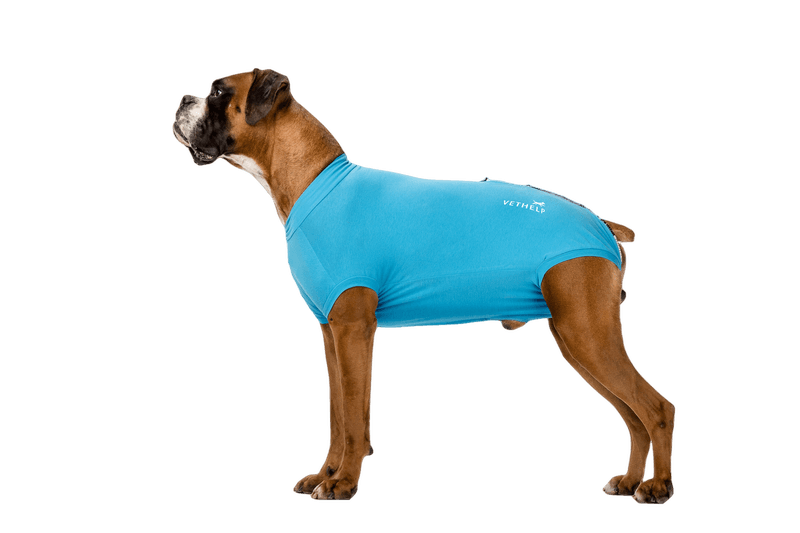 VetHelp - Recovery Suit Blue Hane Nr 12 - Hund - Hundvård & Tillskott - Skyddskragar & Hundkragar - ZOO.se