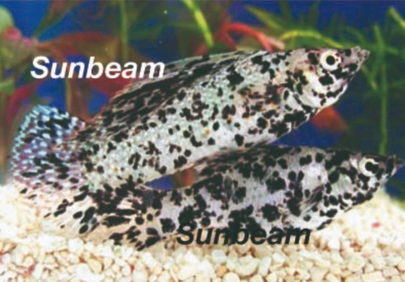 Levandefödare Segelfensmolly Dalmatiner White X-Large