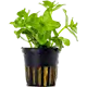 Bacopa Caroliniana (Amplexicaulis) Green 1 st