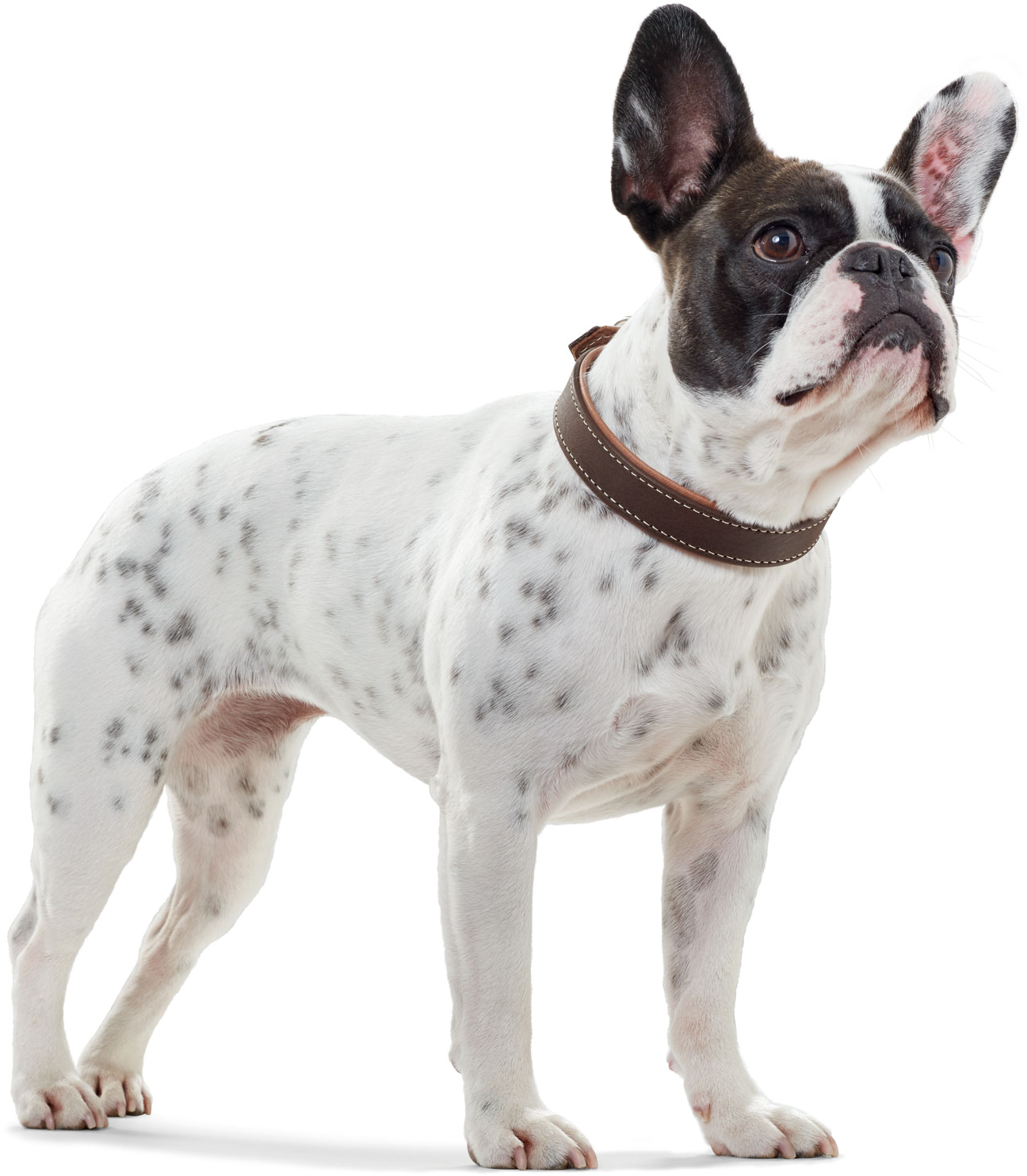 hurtta_dog_collar_porto_buckle_darkbrown_cognac_00