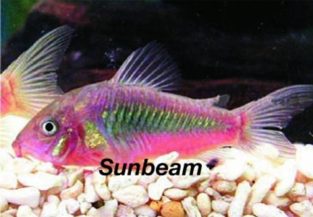 Pansarmalar Metall Pansarmal Brown Medium/Large