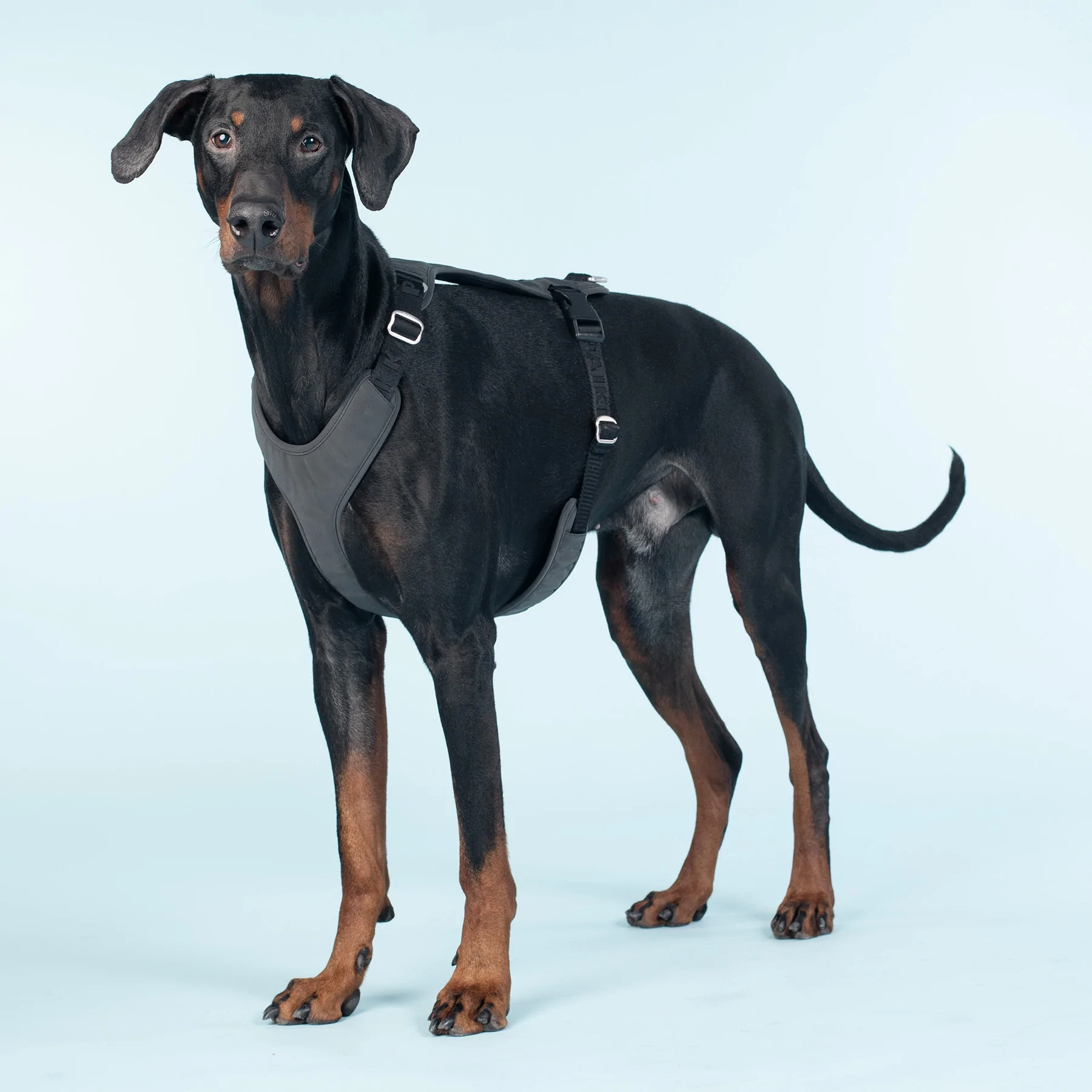 paikka_pet_dog_harness_walking_visibility_reflecti