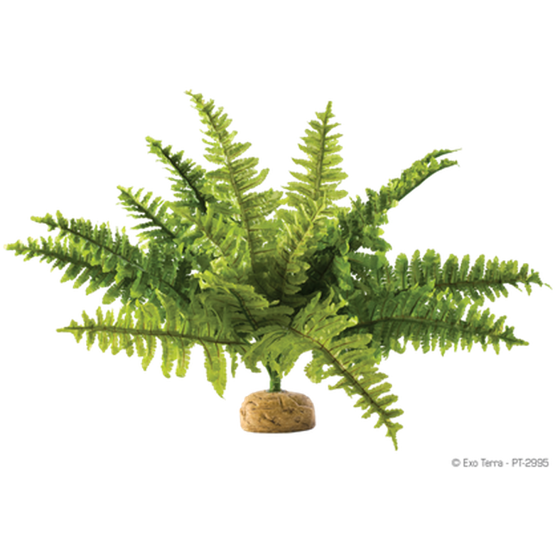 Exoterra - Boston Fern - Rainforest/Jungle Ground Plants Green Small - Reptil - ZOO.se