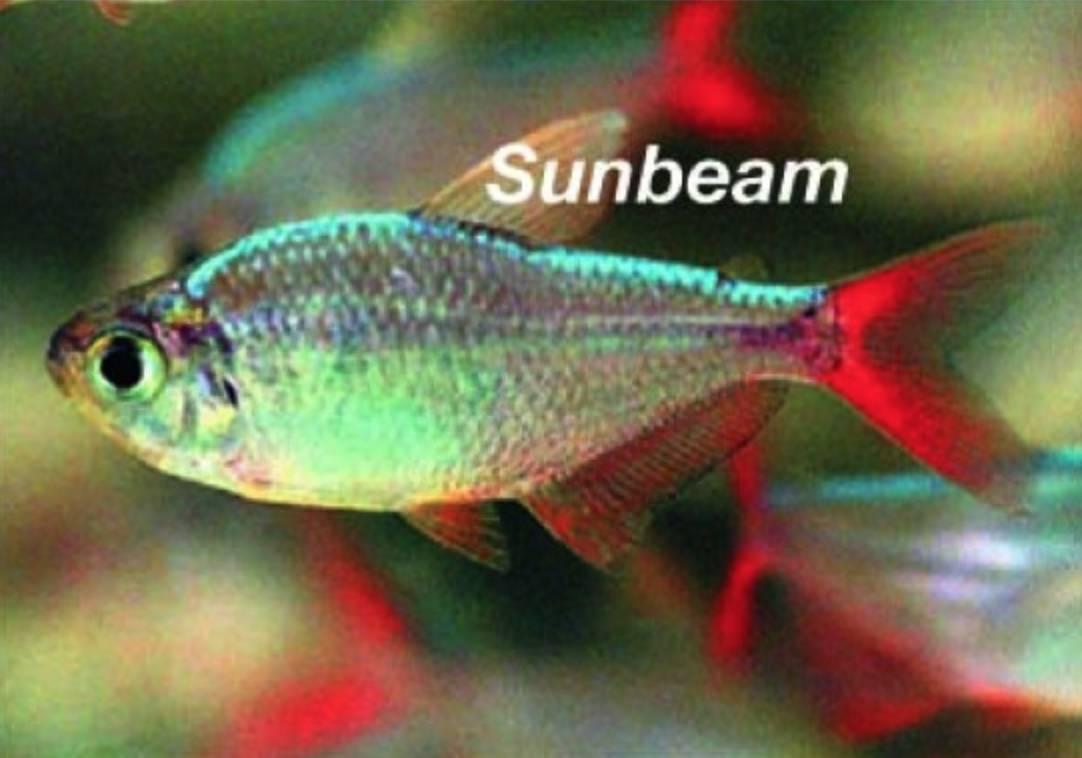 Tetror Colombiatetra