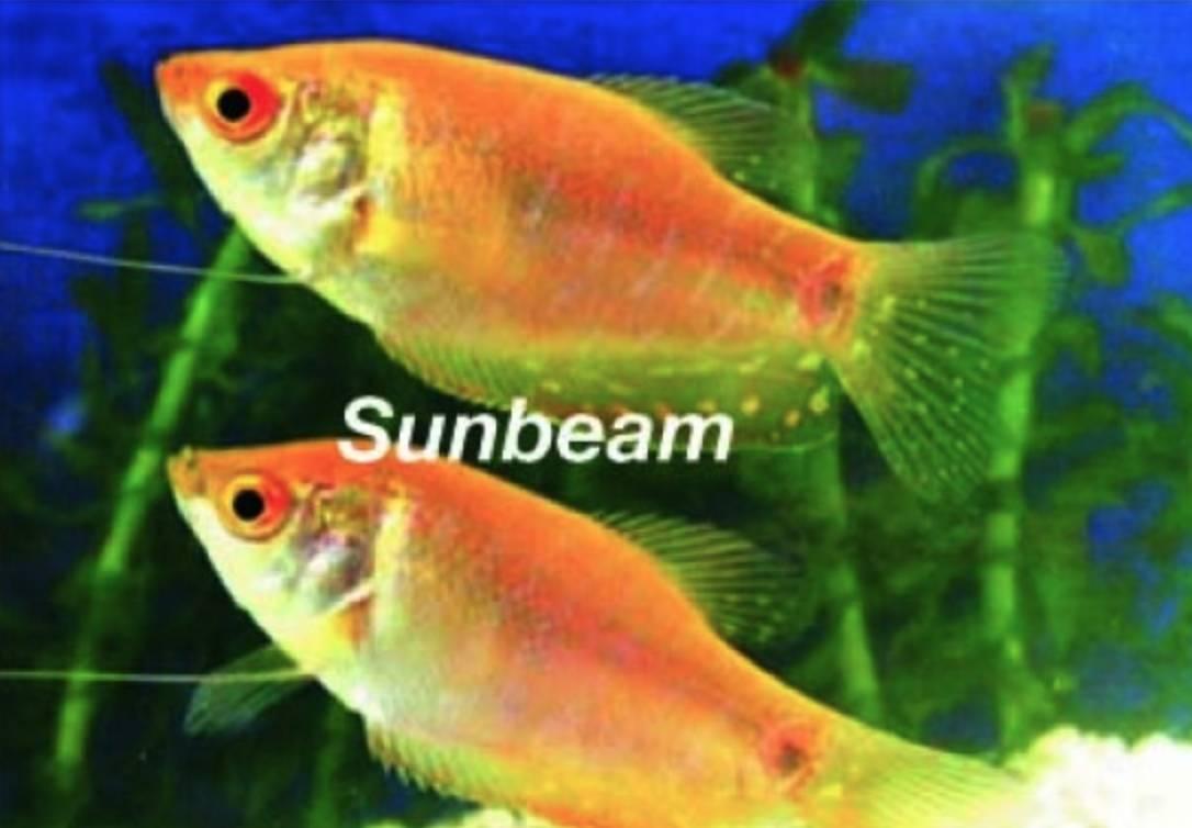 Labyrintfiskar Guld Gurami Yellow Medium/Large