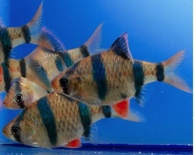 ZOO.se Tigerbarb Orange Medium/Large