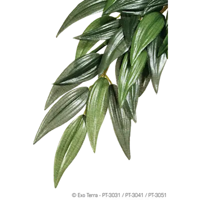Rucus (Silk) - Hanging Rainforest/Jungle Plants