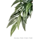 Rucus (silke) - Hengende regnskog/jungelplanter Grønn Medium