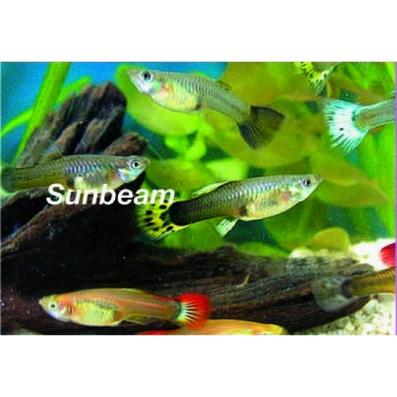 Levandefödare Guppy Hona Mix Mini