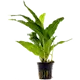 Microsorum pteropus Green 1 st