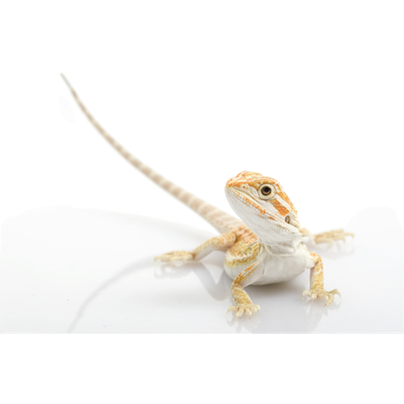 ZOO.se Reptil: Dvärgskäggagam Pogona henrylawsoni