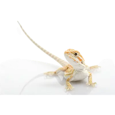 Reptil: Dvärgskäggagam Pogona henrylawsoni