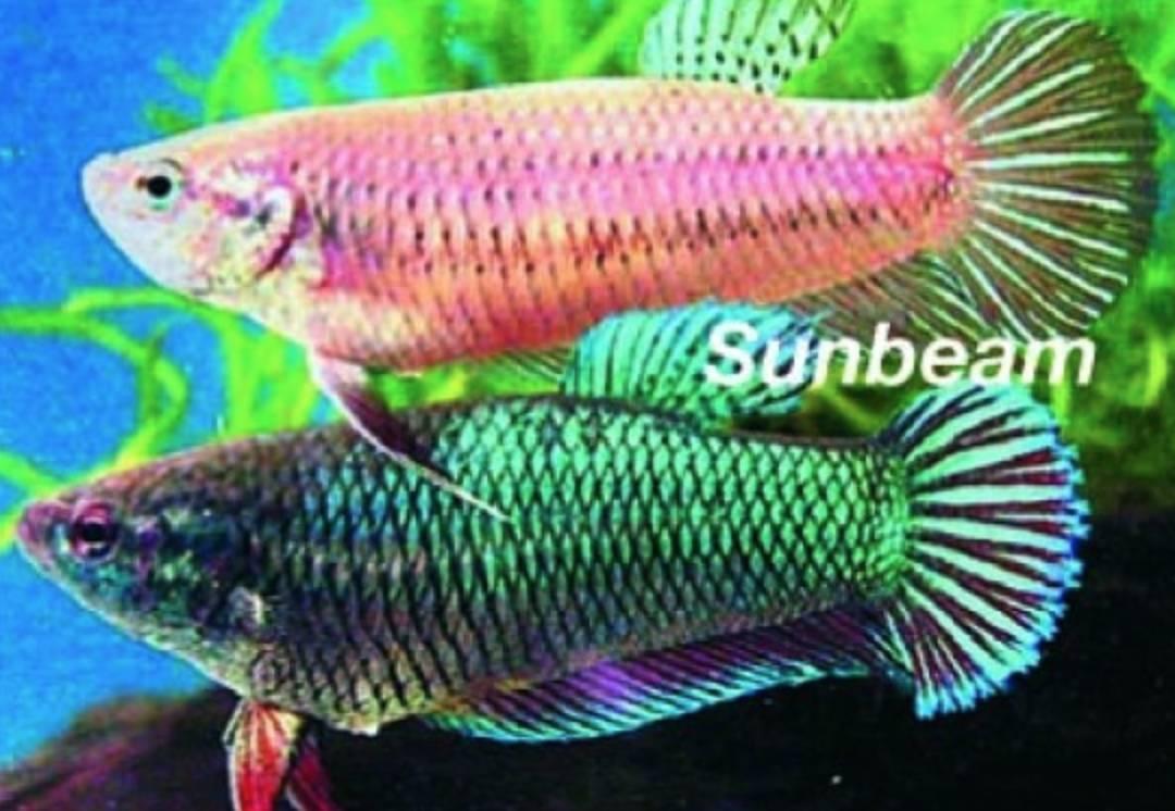 Labyrintfiskar Kampfisk Hona Blue Medium