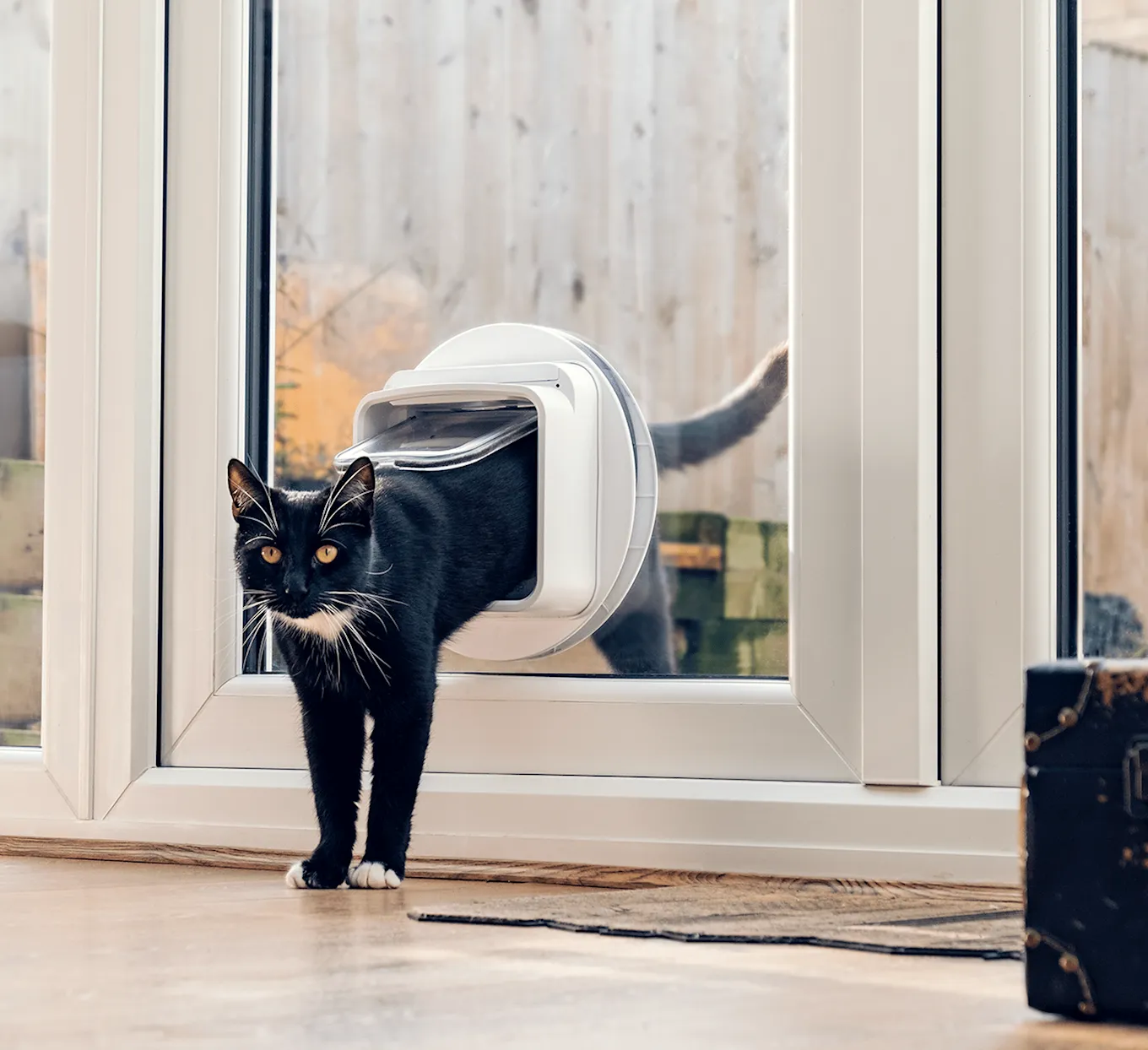 SureFlap_Microchip_Cat_Flap_Connect_Milo_Coming_In