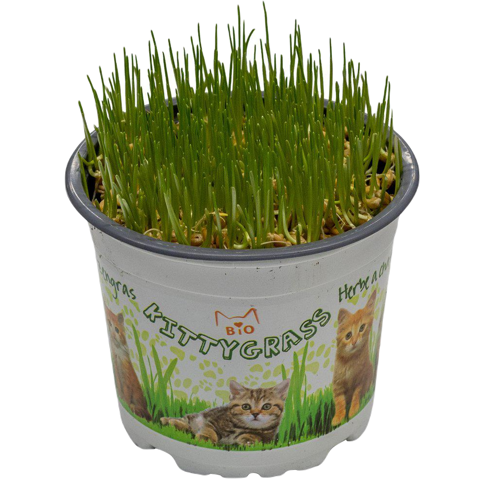 Imazo - Kittygrass Kattgräs Bio 10 cm kruka - Katt - Kattgodis & Kattgräs - ZOO.se