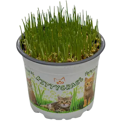 Kittygrass Kattegress Bio 10 cm potte