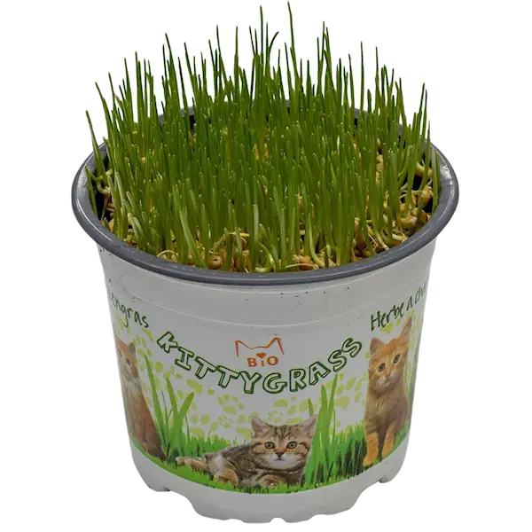 Kittygrass Kattgräs Bio 10 cm kruka