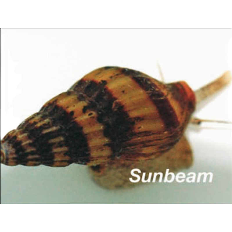 Snigel Snäckätande snäcka Brown Medium/Large