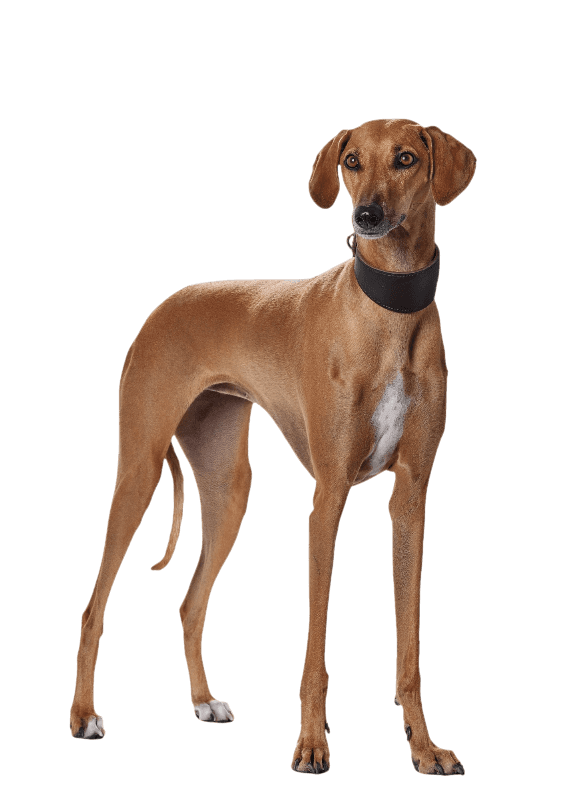 hunter_supersoft_grayhound_hund.png