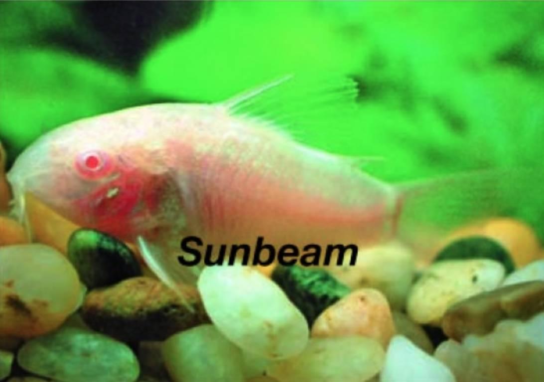 Pansarmalar Albino Pansarmal White Medium/Large