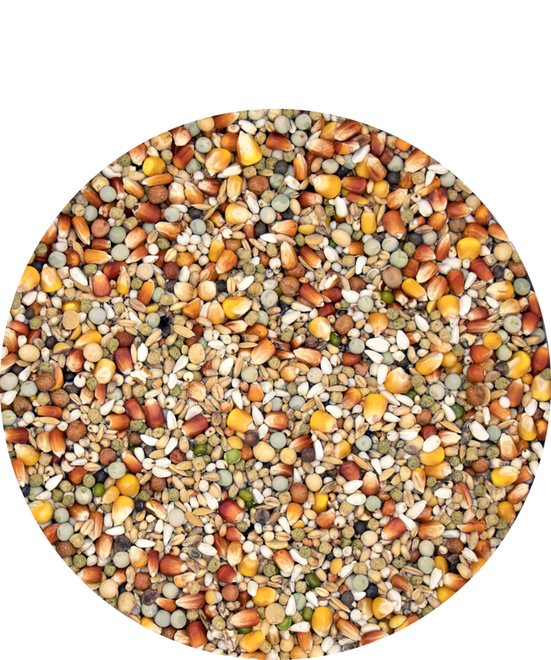 verselelaga_plus_IC+_champion_racingmixture_sport_