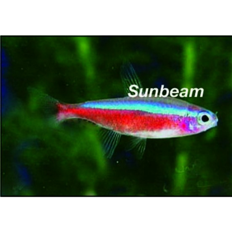 Tetror Cardinaltetra 2-2,5 cm