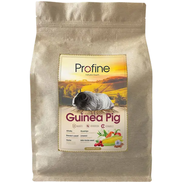 Animals Guinea Pig
