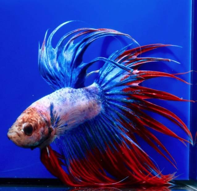 Labyrintfiskar Crowntail - Betta splendens Blue X-Large