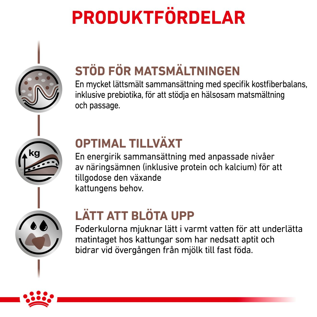 Gastrointestinal Kitten