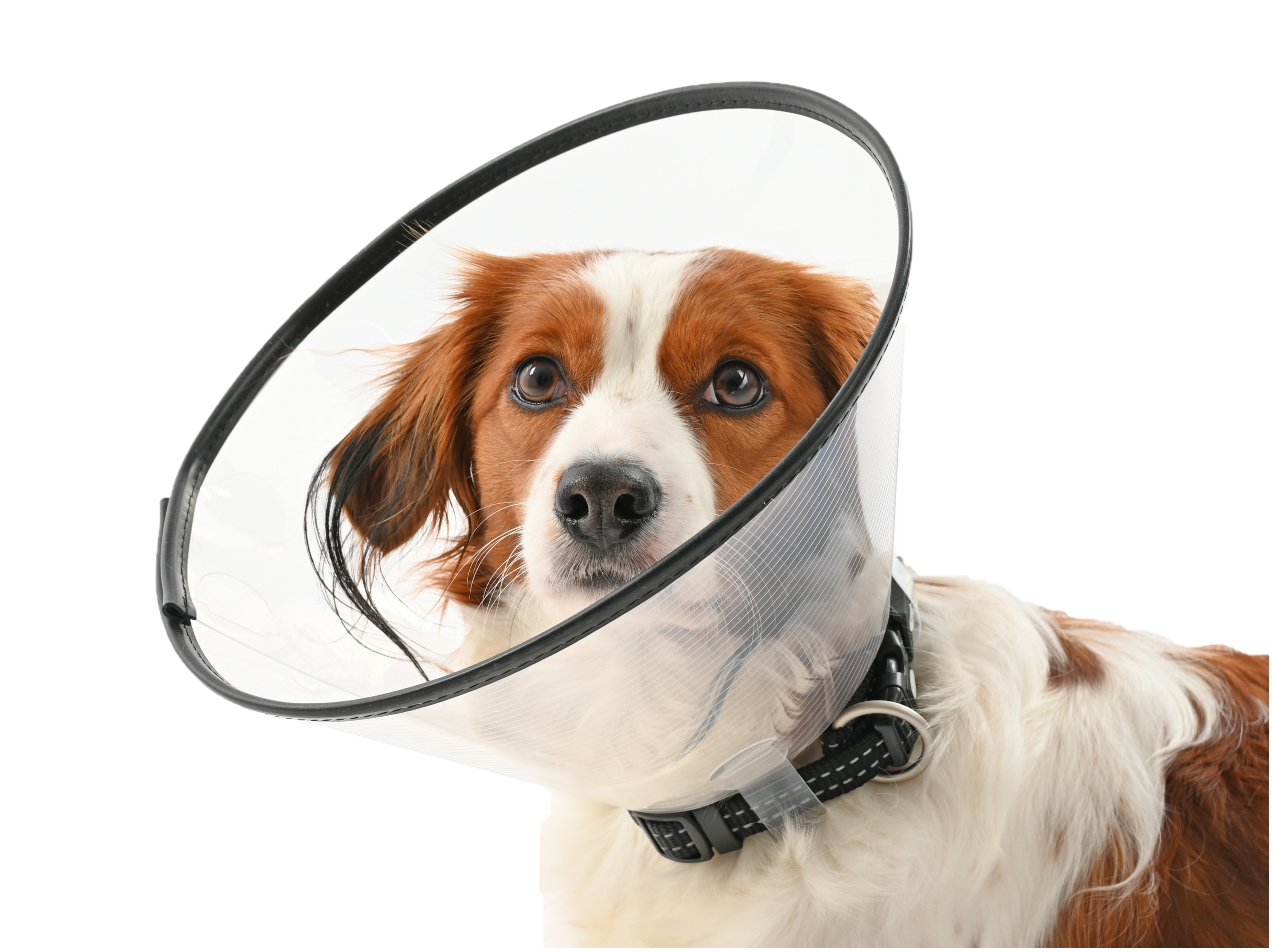 Buster - Comfort Collar 15 cm - Hund - Hundvård & Tillskott - Skyddskragar & Hundkragar - ZOO.se