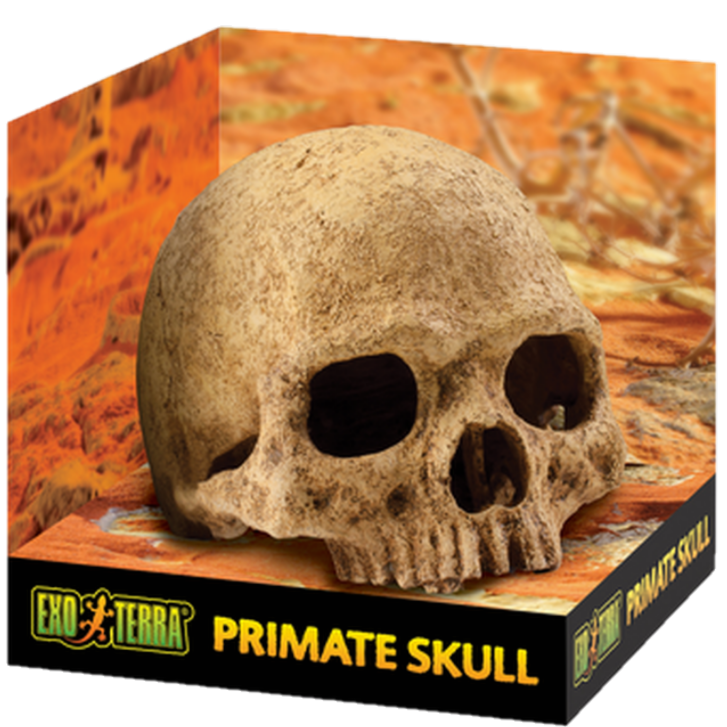 Exoterra - Primate Skull - Secure Hiding Place Beige 15 cm - Reptil - Terrarieinredning - ZOO.se
