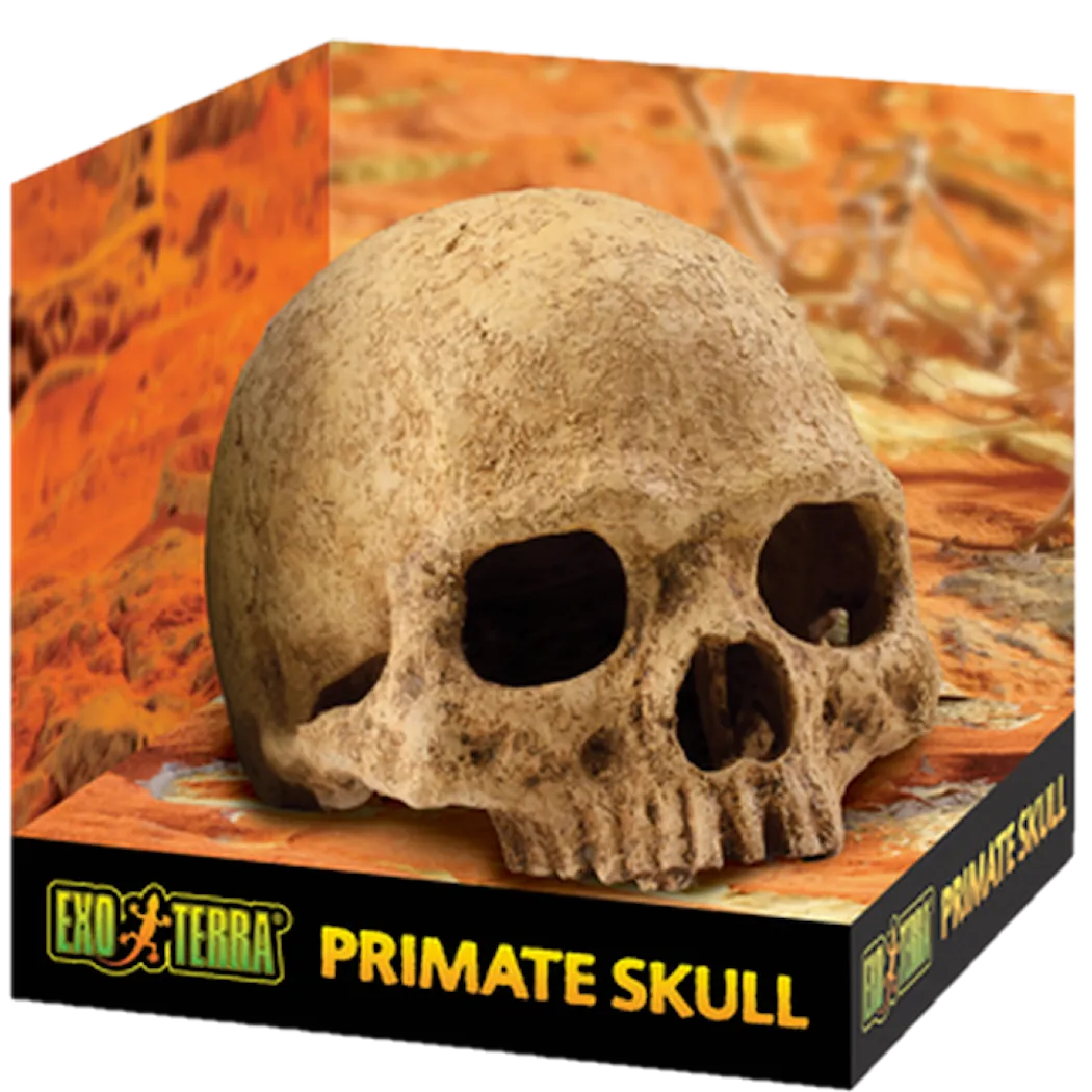 Exoterra Primate Skull - Secure Hiding Place Beige 15 cm