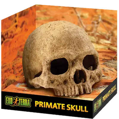 Primate Skull - Secure Hiding Place